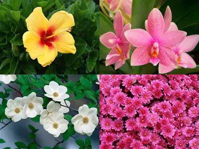 Flowers #6