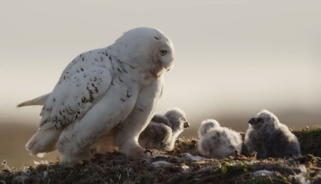 AlbatrossFilms - A Winter's Tale: The Journey of the Snowy Owls (2015)