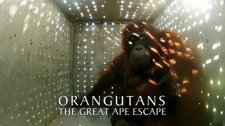 BBC Natural World - Orangutans: The Great Ape Escape (2013)