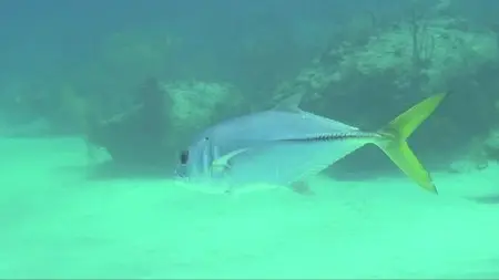 Adventure Carribean: Diving With Sharks (2012)