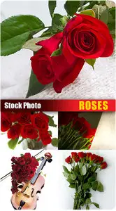 Stock Photo - Roses