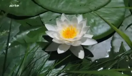 (Arte) La force cachée des plantes (2011)
