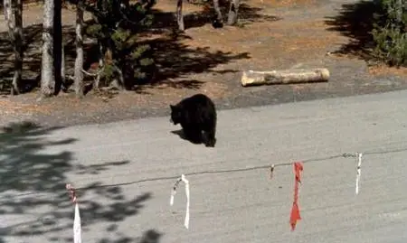 Yellowstone Cubs (1963)