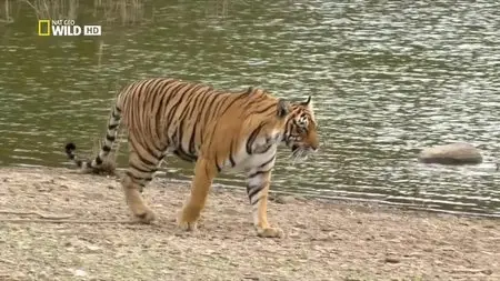 National Geographic - Tiger's Revenge (2015)