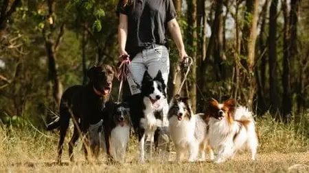 Dog Walking Certification Course – Fully Accredited