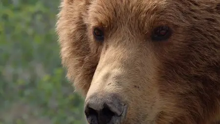 Bears (2014)