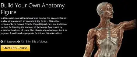 Build Your Own Anatomy Figure