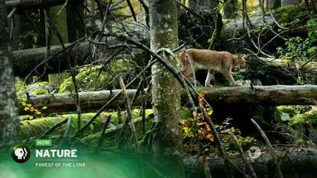 PBS - NATURE: Forest of the Lynx (2017)