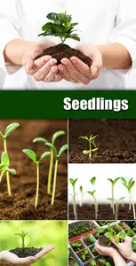 Stock Photo - Seedlings