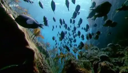 (Arte) Océans en danger ? (2011)