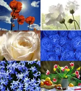 Wallpapers - World of flowers
