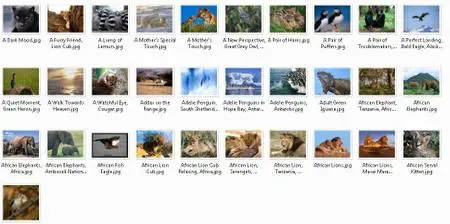 Animal Wallpaper 2008