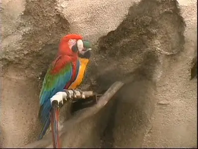 Золотой глобус. 24. Флорида