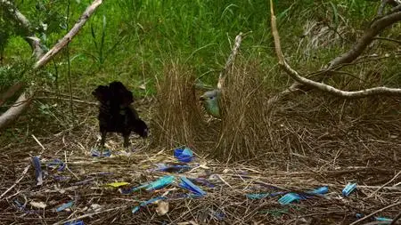 Absurd Planet S01E03