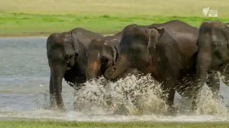 SBS - Wild Sri Lanka (2015)