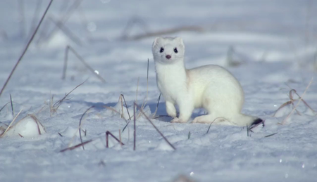 AlbatrossFilms - A Winter's Tale: The Journey of the Snowy Owls (2015)