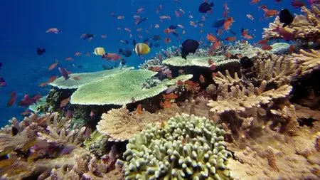 IMAX - Under the Sea (2009) (Repost)