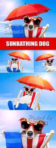 Stock Photo - Funny Sunbathing Dog