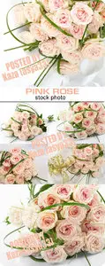 Pink rose 2