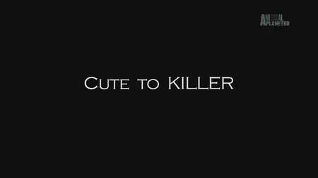 Animal Planet - Cute To Killer (2016)
