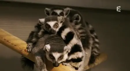 (Fr2) Bienvenue au zoo de Paris (2014)