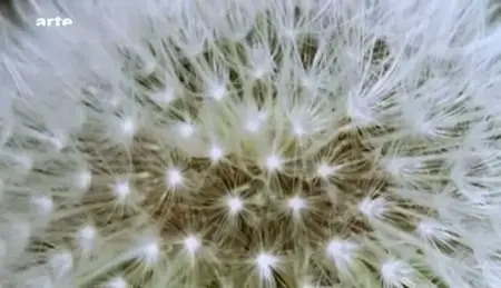 (Arte) La force cachée des plantes (2011)