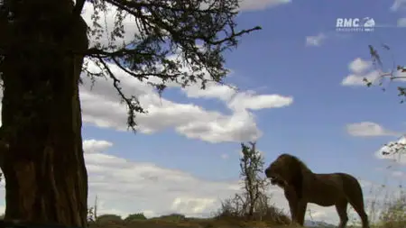 Au Royaume Des Lions (2011)