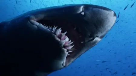 BBC - Shark: Beneath the Surface (2015)