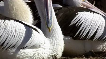 PBS - Nature: Outback Pelicans (2011)