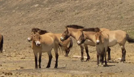 Untamed China (2011)