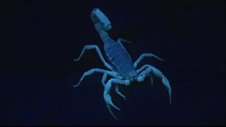 Discovery Channel - The Scorpions Tale (2006)