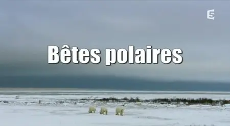 (Fr5) Bêtes polaires (2013)