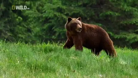National Geographic - World's Deadliest: Predator Superpowers