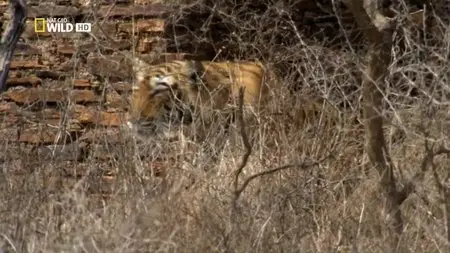 National Geographic - Tiger's Revenge (2015)