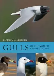 Gulls of the World: A Photographic Guide