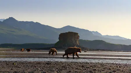 Bears (2014)