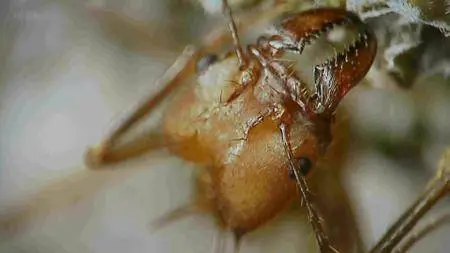 BBC - Planet Ant: Life Inside the Colony (2013)
