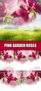 Stock Photo - Garden Roses Cards