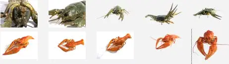 Izosoft mc001 - Crayfishs