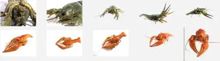 Izosoft mc001 - Crayfishs