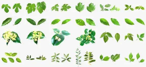 Izosoft 048 - Fruit foliage