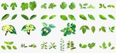 Izosoft 048 - Fruit foliage