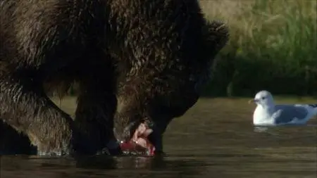 Fear Island: Fortress of the Bears (2018)