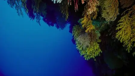 IMAX - Under the Sea (2009) (Repost)