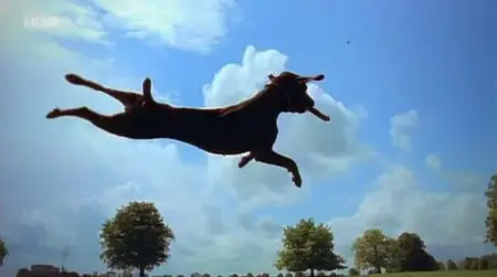 BBC - Woof! a Horizon Guide to Dogs (2012)