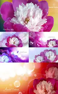 Asadal Romantic Flowers