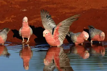 Australia: Land of Parrots