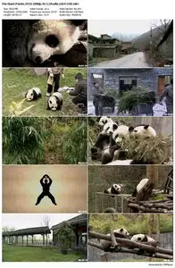 The Giant Panda (2010)