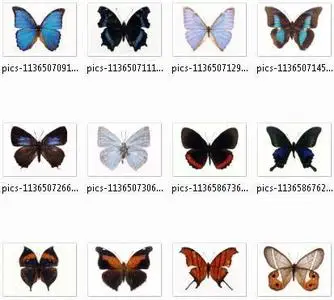 Butterfly - 2008 Pack