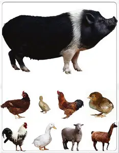 Pets clipart 